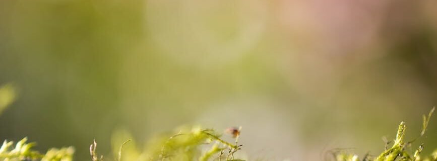 blur photography of plants