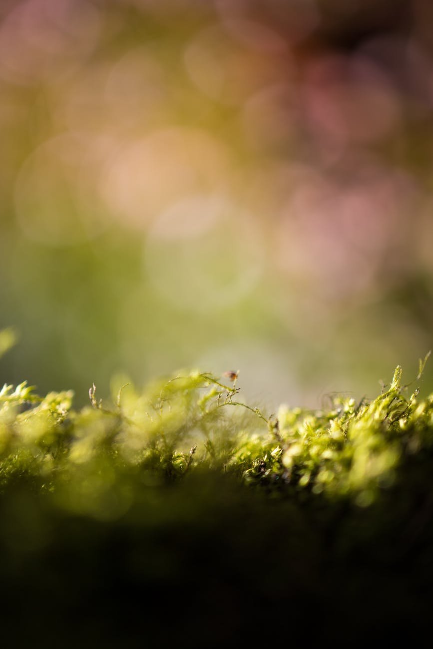 blur photography of plants